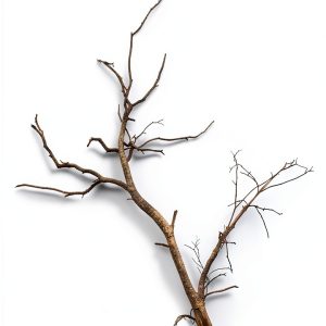 Nature Poetry by Windtree Press, 61 Pages, Kindle Edition-0